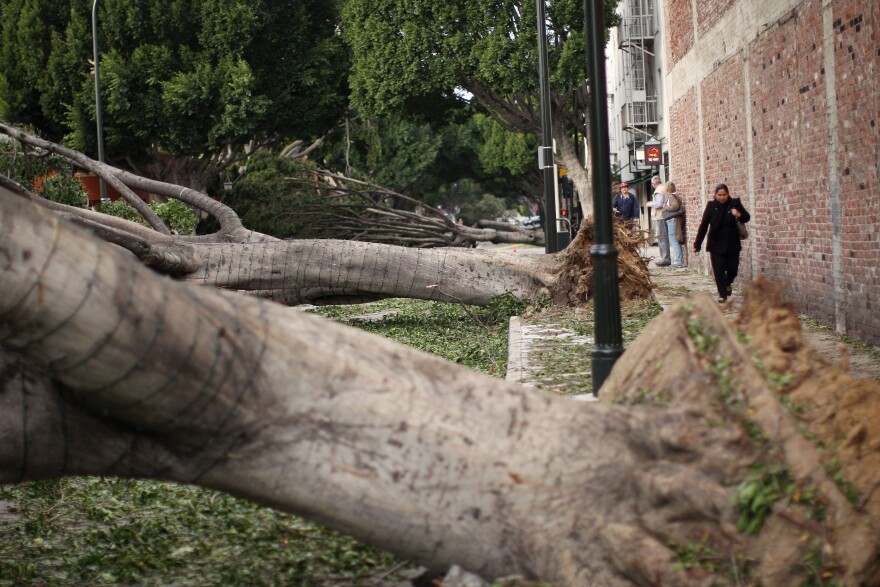 People walk past fallen trees in Green Street after strong Santa Ana Winds cause the worst local wind damage in decades on December 1, 2011 in Pasadena, California.