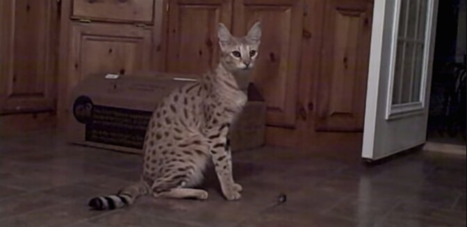 Screencap from YouTube video of a hybrid cat.