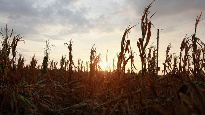 Rain that moved across the Midwest in the past week has helped ease drought conditions for some farmers according to the weekly drought monitor report released Thursday from the National Drought Mitigation Center at the University of Nebraska. (Corn plants dry in a drought-stricken farm field on July 17, 2012 near Fritchton, Ind. The corn and soybean belt in the middle of the nation is experiencing one of the worst droughts in more than five decades.)