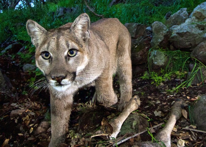 FILE - This Feb. 9, 2015, file photo, released by the National Park Service, taken from a remote camera in the Santa Monica Mountains National Recreation Area near the Los Angeles and Ventura county line, shows a female mountain lion identified as P-33. She is one of several mountain lions observed in and near urbanized areas in greater Los Angeles. A study released Wednesday, Sept. 2, 2015 says it's feasible to build a wildlife corridor so mountain lions can cross a Southern California freeway safely and find new homes. The mountains are ringed by dense urban areas, making roaming difficult for animals. At least a dozen have been killed by traffic in the area since 2002.(National Park Service via AP, File)
