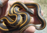 A small black and orange vertically striped giant gartersnake in the palm of a hand. 