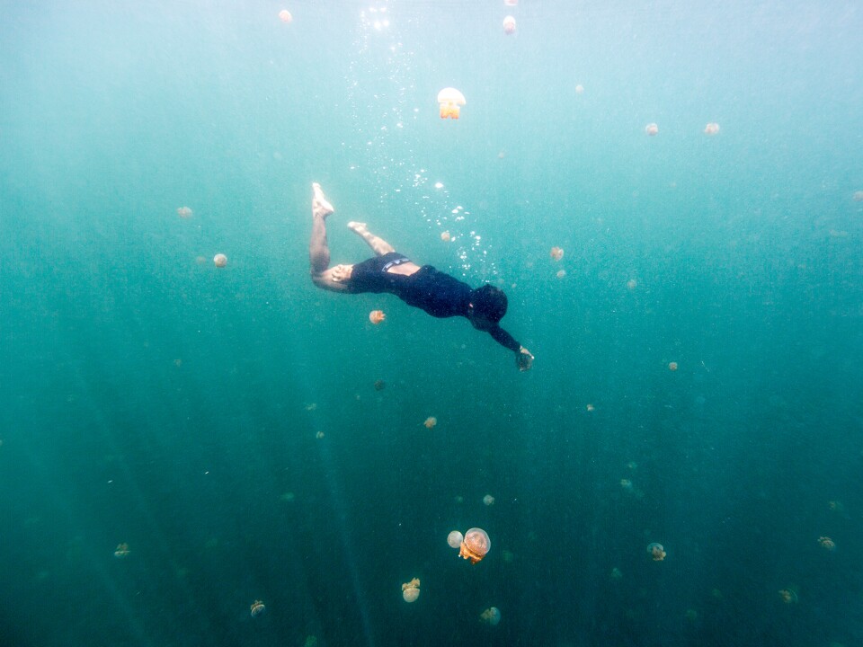 The Bajau are adept free divers. Some of them spend up to five hours a day under water, searching for food and other creatures for trade.
