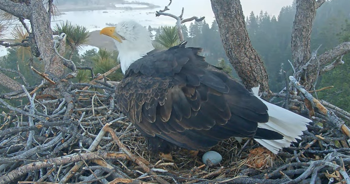 ¡La vigilancia del águila está en marcha! Las famosas águilas calvas de Big Bear dan la bienvenida al primer huevo del año