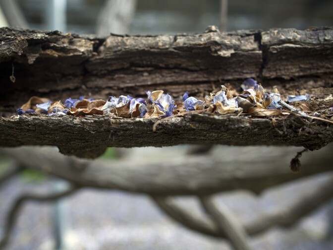 The Wisteria vine, which weighed 250 tons when it entered the Guinness World Records in 1990, once crushed a structure on one of the properties. 