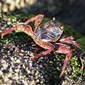 A speedy Sally Lightfoot crab scuttling across the rocks on Espiritu Santo Island.