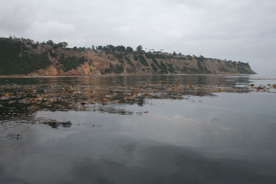 Kelp forests off Palos Verdes Point are rich, and consequently attract diverse marine life. 