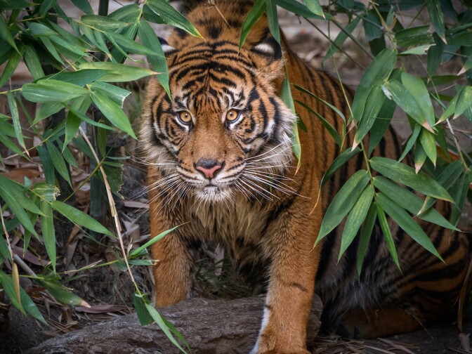 Indah, the two-year-old female Sumatran tiger that now lives with C.J., the four-year-old male, at the Los Angeles Zoo. 