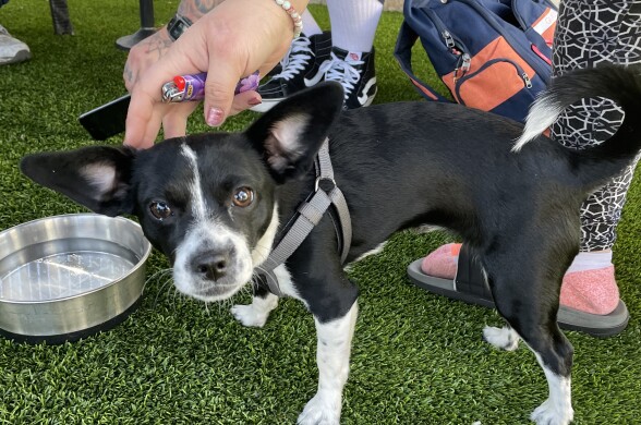 a small black and white dog is looking directly into the camera. The hand of the owner is shown petting it's head.