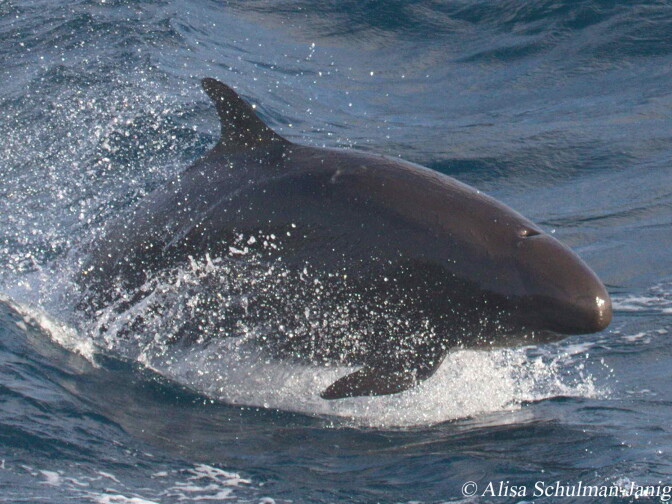 False killer whales were among the unusual sightings in California during 2014.