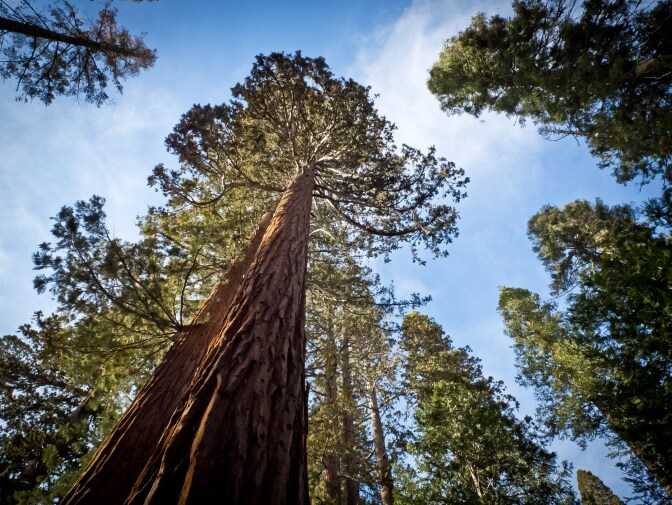 A picture taken March 08, 2014 shows a Giant Sequoia (Sequoiadendron giganteum) at Yosemite National Park. Over 3.7 million people visit Yosemite each year, as most spend their time in the seven square miles (18 km2) of Yosemite Valley. Designated a World Heritage Site in 1984, Yosemite is internationally recognized for its spectacular granite cliffs, waterfalls, clear streams, Giant Sequoia groves, and biological diversity. AFP PHOTO/MLADEN ANTONOV        (Photo credit should read MLADEN ANTONOV/AFP/Getty Images)