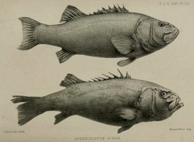 Drawings of the giant sea bass from the Proceedings of the Zoological Society of London, 1897.