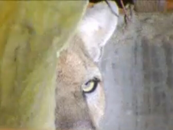 This image, taken from a video on NBC 4's website, shows mountain lion P-22 stuck in the crawl space of a Los Feliz home.