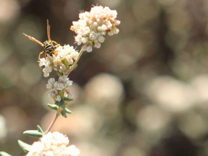 In addition to the El Segundo Blue Butterfly, there are also many bees, wasps, butterflies and lizards in the sand dunes nearby. 