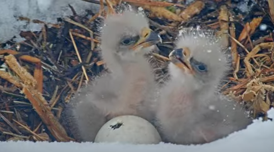 Two grey and fuzzy eaglets are in a nest along with an egg with a small crack on top beside them surrounded by snow.