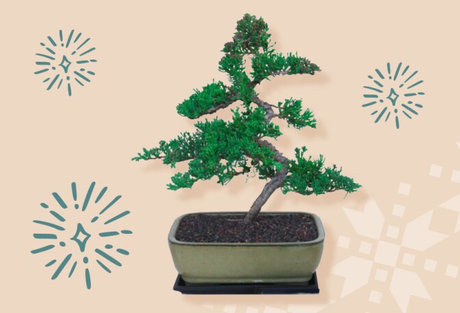 A bonsai tree is planted in a rectangular bowl