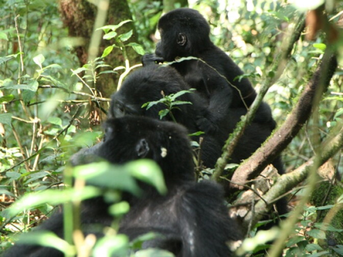 Elisa tracked a group of silverback gorillas through the mountains of Uganda. 
