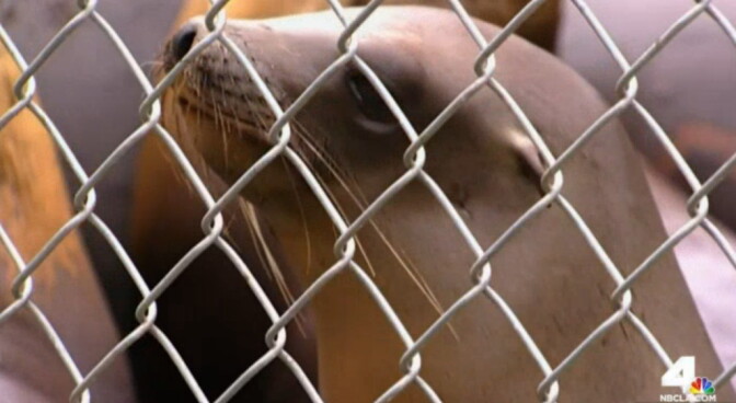 After a month of treatment, 14 sea lion pups were released back into the ocean on Tuesday, June 2, 2015. Authorities are still investigating an incident in which someone broke into the facility where they were being treated for malnutrition and poured chlorine into their pool, burning their eyes.