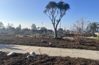 A wide shot of a fire-scarred property with mulch on top of it. 