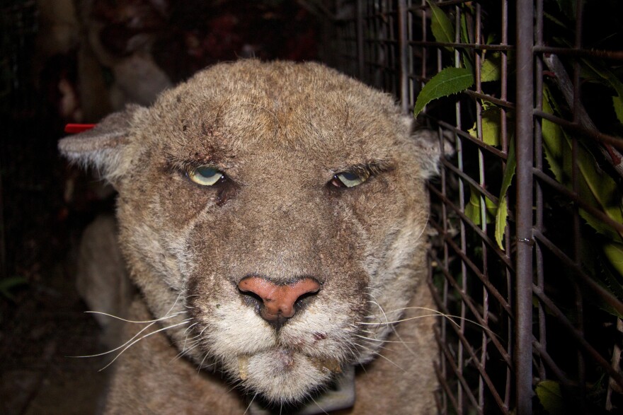 Mountain lion P-22 was trapped, sedated and treated for mange during a capture in Griffith Park.