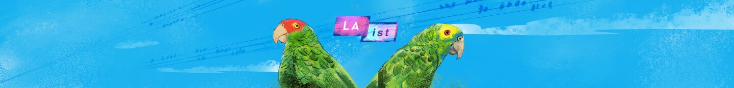 Artwork of LA's notorious wild parrots