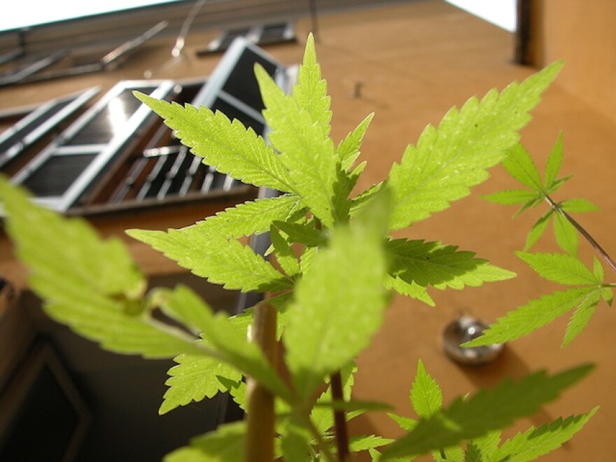 marijauna-assembly-approved.jpg