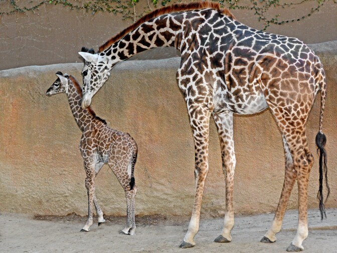 The L.A. Zoo welcomed a newborn female Masai giraffe.