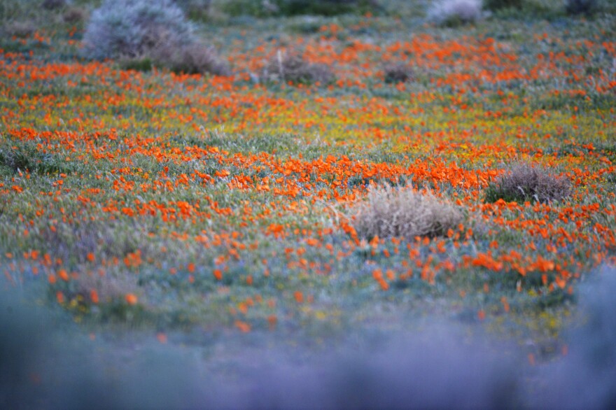 California Poppies growing near the Antelope Valley California Poppy Reserve near Lancaster, CA Tuesday March 17, 2015. 

Fire burn area recovery, California drought, and Poppy bloom in Los Angeles County, CA Tuesday March 18, 2015. Wildfire recovery from the Powerhouse Fire in 2013, Poppies at California Poppy Reserve. 