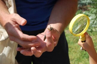 Brent Karner shows off a grasshopper