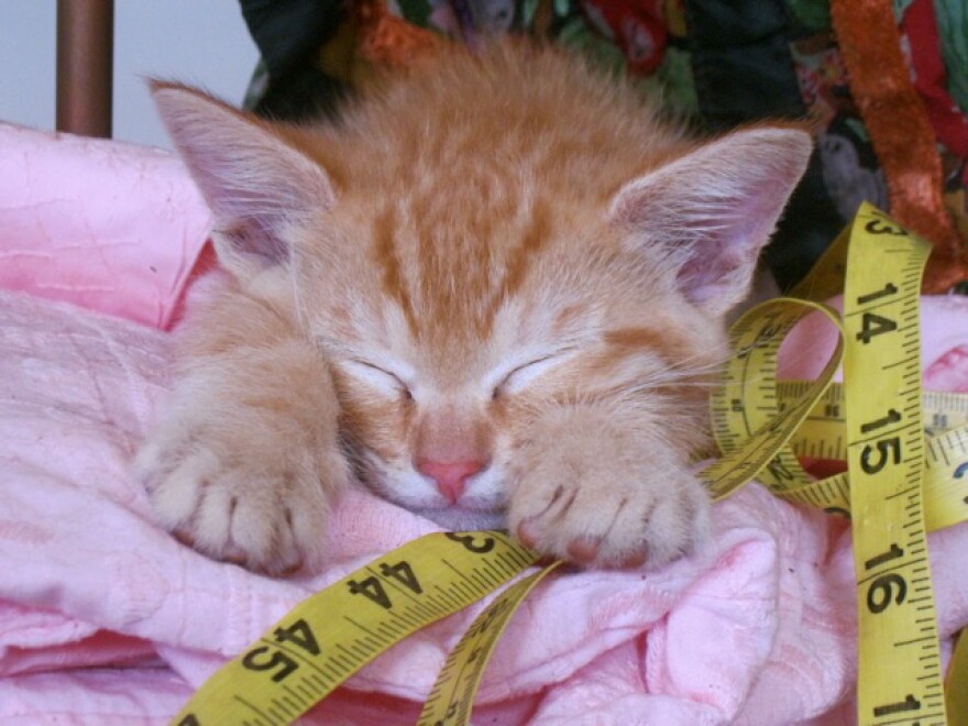 kittencody.jpg