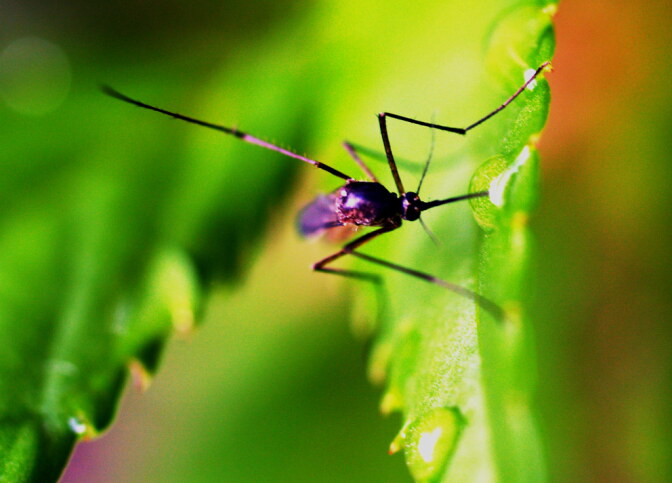 A mosquito.