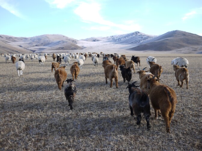 Lkhagvajav Bish's herd of cashmere goats feed on the winter grass in a valley in northeastern Mongolia. The goats' sharp hooves cut through the soil surface, and their eating habits — voraciously ripping up plants by their roots — prevent the grassland from thriving.