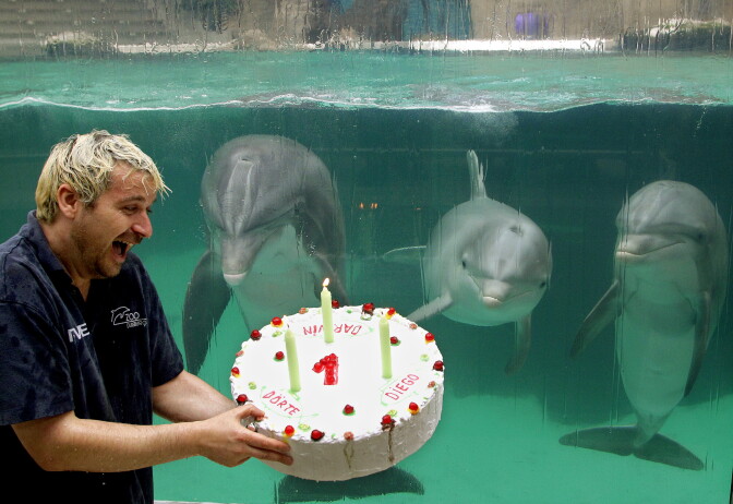 Dolphin trainer Thomas Lange holds a birthday cake for the young dolphins Diego, Doerte and Darwin on August 31, 2012 at the zoo in Duisburg, western Germany. Within two weeks in summer 2011, the three dolphins were born at the zoo's dolphinarium and got the cake now for their first birthday.