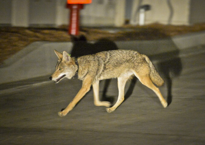 Coyote C145 walks near a construction site in the Silver Lake neighborhood near downtown Los Angeles late Wednesday evening June 3rd.

National Park Service Ecologist Justin Brown tracks coyotes living near downtown Los Angeles late Wednesday night June 3 and early Thursday morning June 4, 2015, in Los Angeles, CA. Some of the coyotes are fitted with radio collars.
