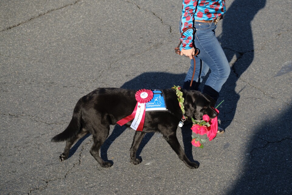 A family of four walks with trash cans and shovels down a parade route. One of them, an adult, wears an all-white uniform. 