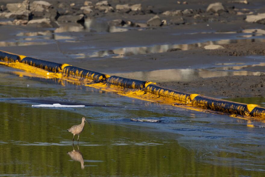 A yellow pipeline lies on a coastal line on a beach. A bird walks on the oily water surface.