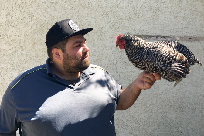 Comedian Danny Lobell in his backyard with Peacock, his pet chicken.