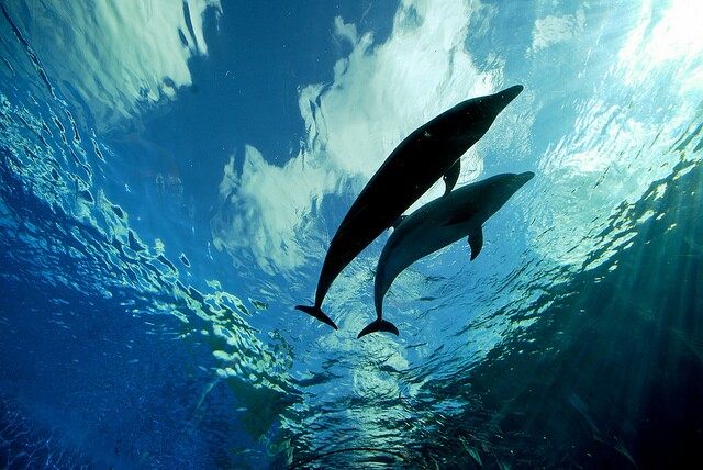 dolphins.jpg
