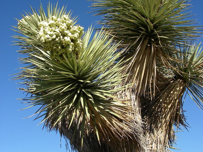 Joshua tree in bloom at Joshua Tree National Park on April 3, 2013, submitted by KPCC member Mike Dusich.