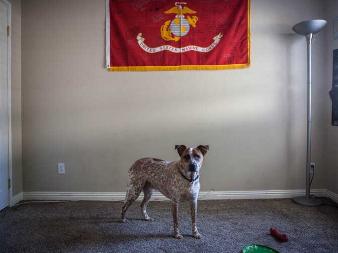 Bruce, one of Escarcida and Maczynski's two dogs, in their home office in Buena Park Calif.