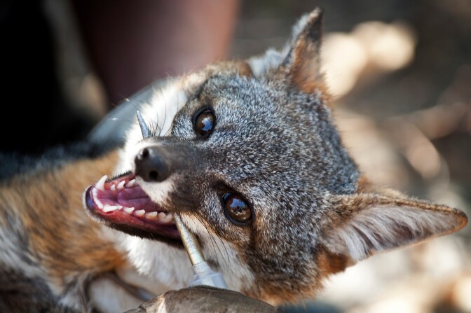 Christie Boser, a biologist with The Nature Conservancy, performs a routine health check on a Santa Cruz Island Fox. In 2004, the fox became an endangered species after the population on the island fell from 1,500 to 15.