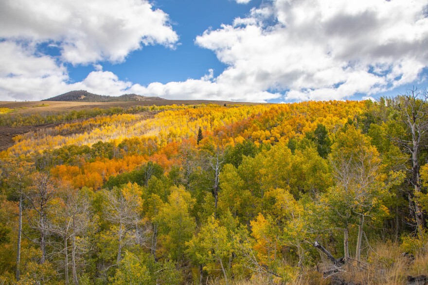 A flat landscape filled with trees and a mountain in the background. The fall foliage ranges from bright yellow to a burnt orange. Some trees are mostly green and only starting to turn yellow.