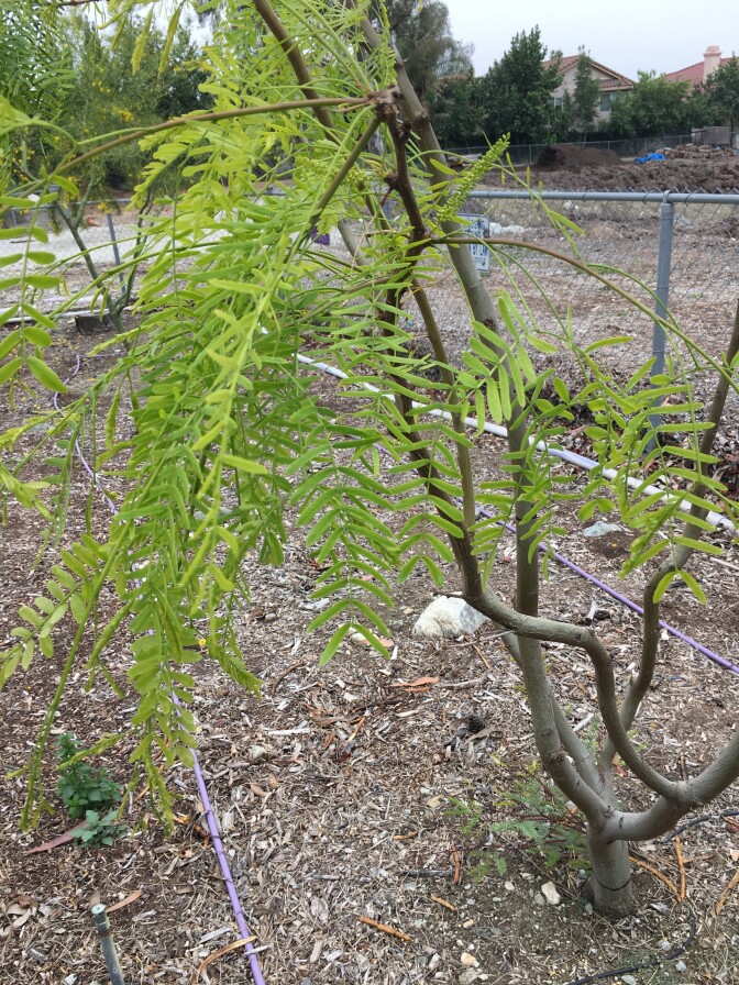 The Desert Willow is one of the 12 species selected for the USFS and UC Cooperative Extension's 20-year study. It's pictured growing on a test plot at the Chino Basin Water Conservation District in Montclair, CA on May 2, 2018.