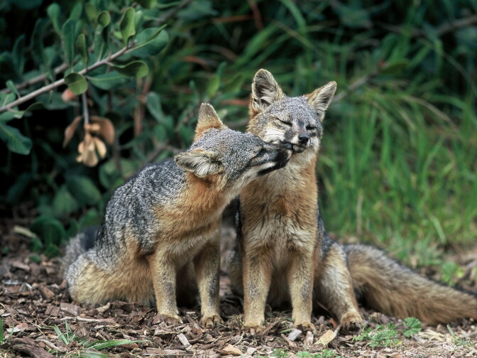 A fox species native to California's Channel Islands is shown in this photo courtesy of the U.S. Fish and Wildlife Service.