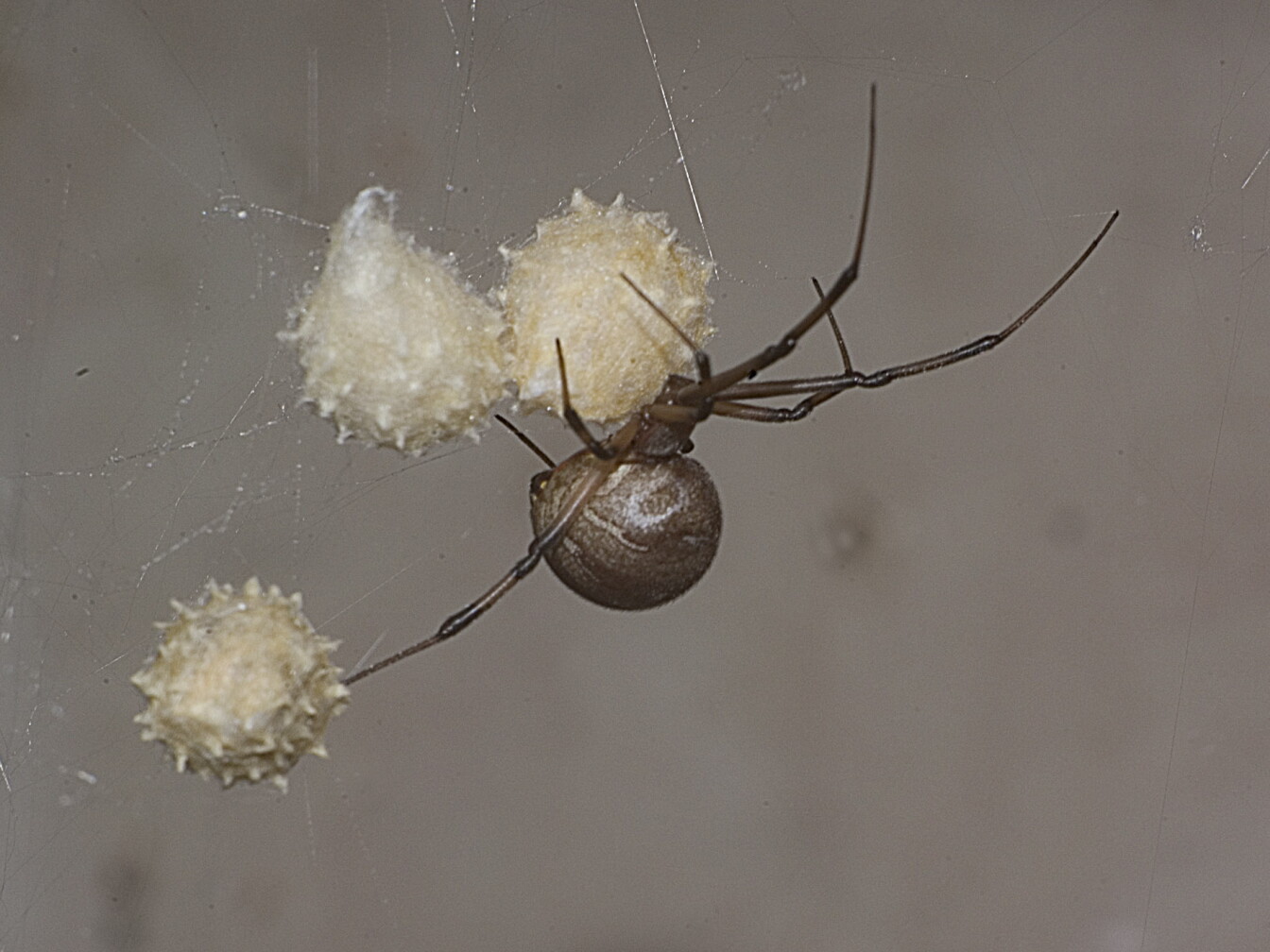 Exploding Bomb Spiders The itsy bitsy spider explosion coming to Southern California | LAist
