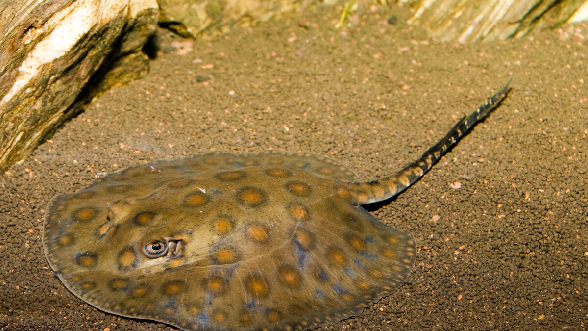 How This Two-Step Shuffle Can Save You From A Painful Stingray Attack - Vimarsana News
