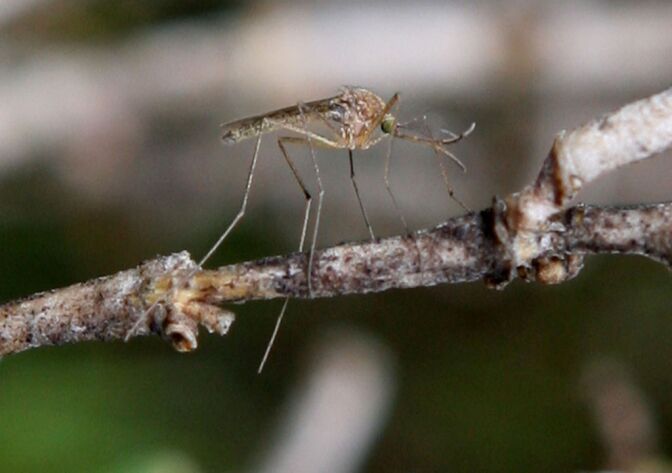 A mosquito sits on a stick April 9, 2009 in Martinez, California.