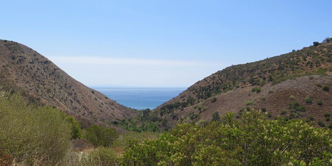 A view to the see from a canyon area with flowers