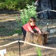 In a large outdoor forest area, a small child with light skin tone sticks her hands into a tree stump. 