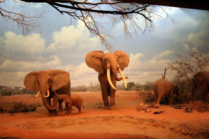 Natural_History_Museum.jpg