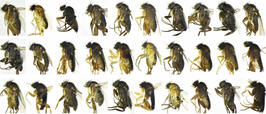 30 new species of flies.